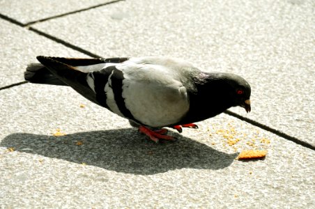 Pigeon - Bird - Rennes photo