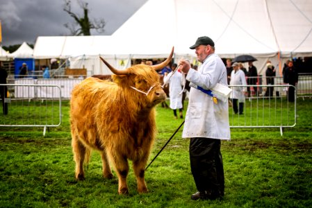 "Horns" | Scenes from Westmorland County Show - No. 1 photo