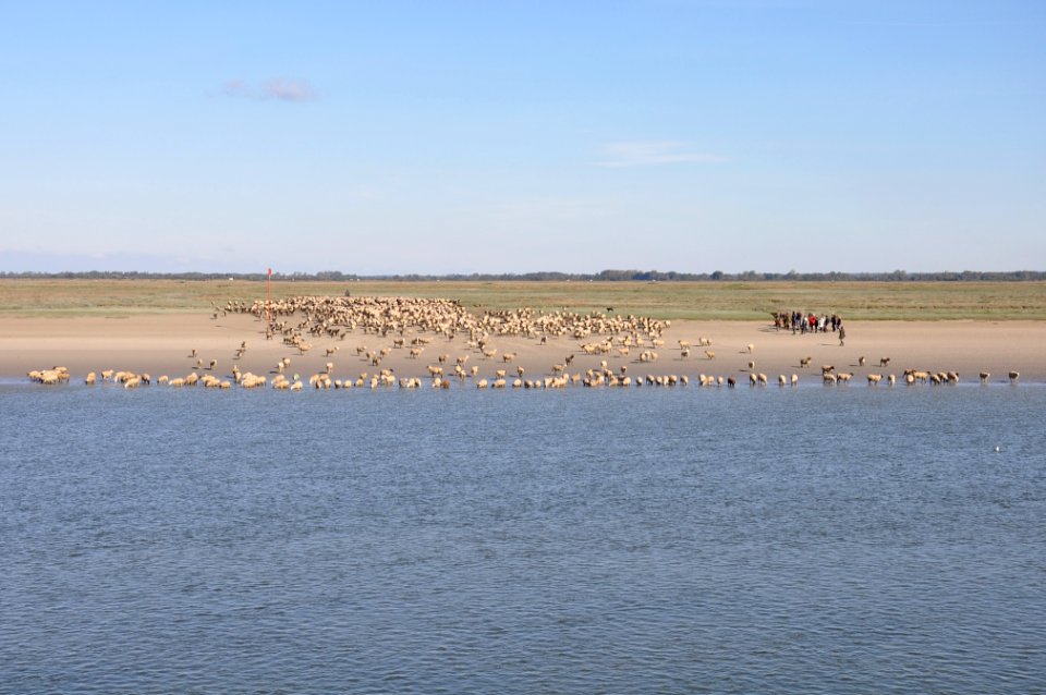 Sheep - Saint Valery sur Somme - Picardie