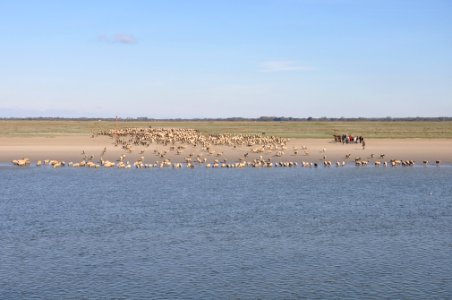 Sheep - Saint Valery sur Somme - Picardie photo