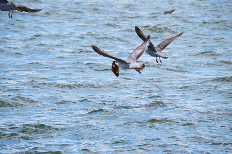 Turbot sea bird catching a fish