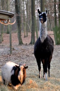 Chevre - Lama - Janvry