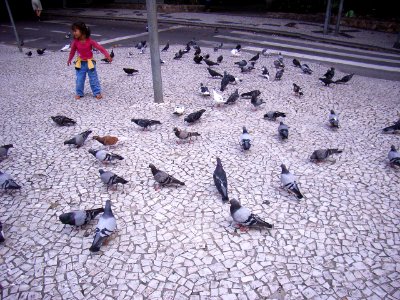 Pigeons de Floripa