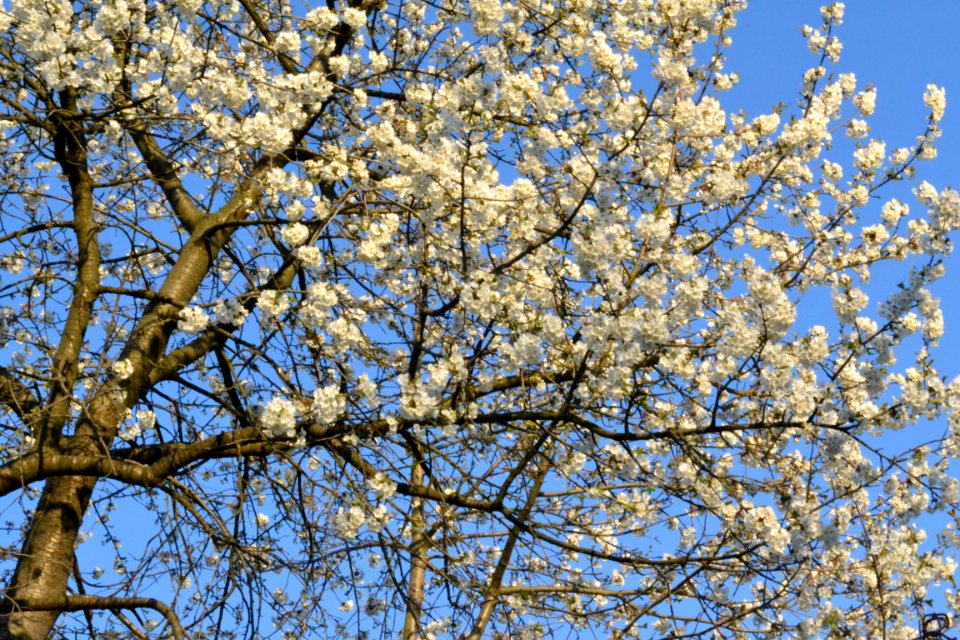 cherry blossoms