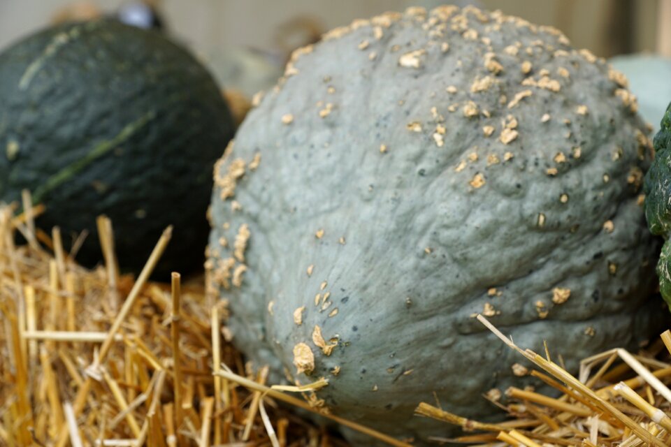 Decorative nature harvest