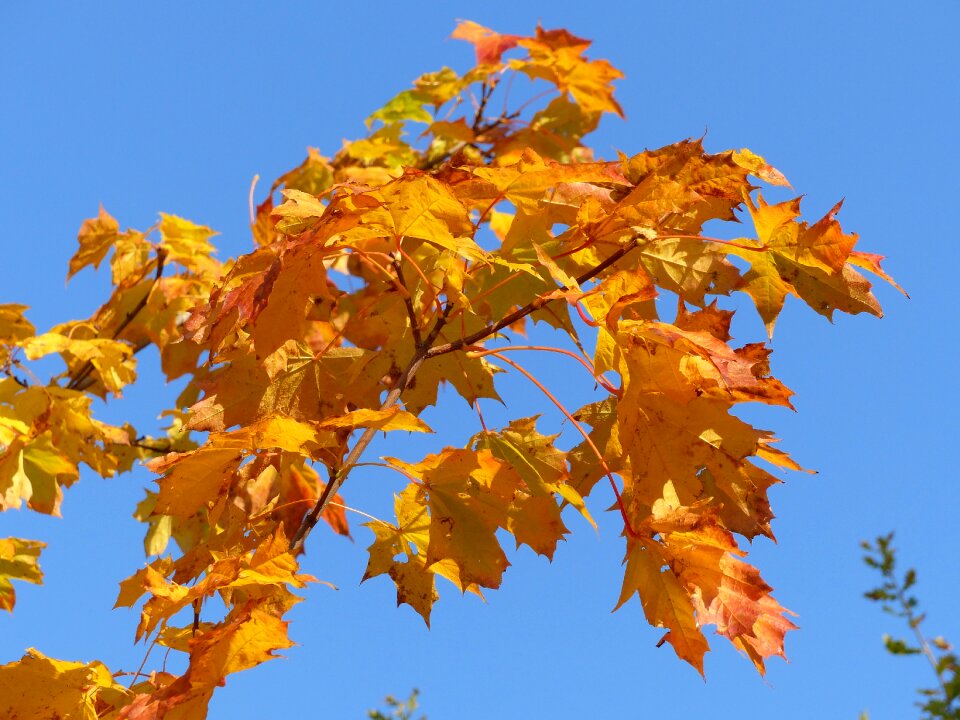 Autumn colors garden