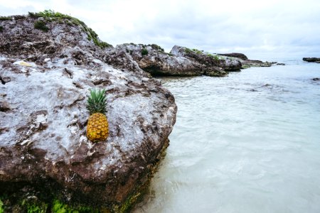 Pineapple 146 photo