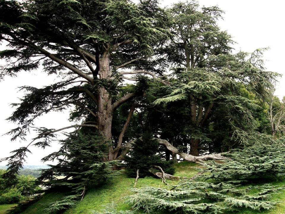 Cedre du Liban - Chateau de Chaumont