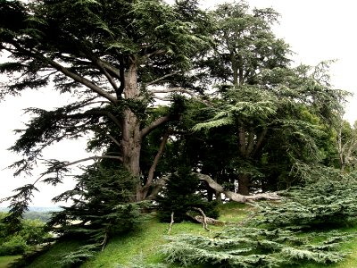 Cedre du Liban - Chateau de Chaumont photo