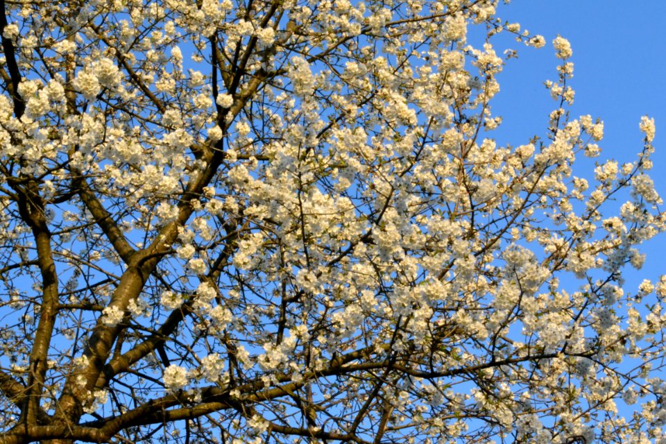cherry blossoms