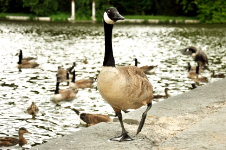 Ducks - Rambouillet photo