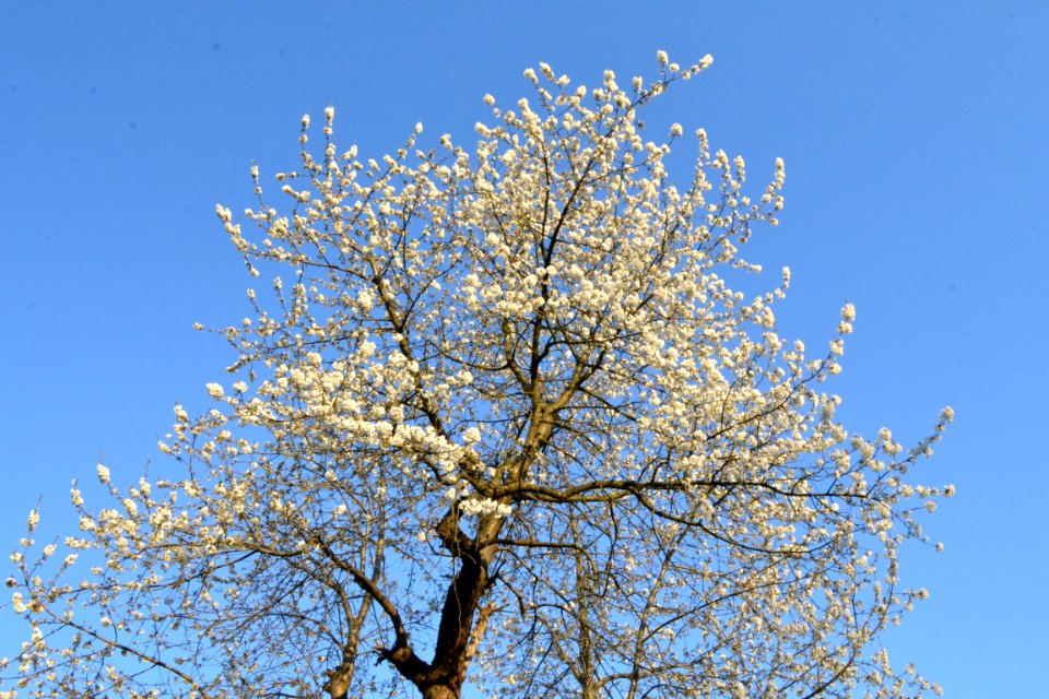 cherry blossoms