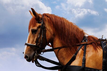 Mammal horse head nature photo