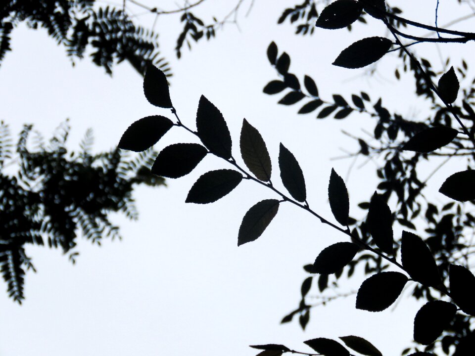 Leaves silhouette nature