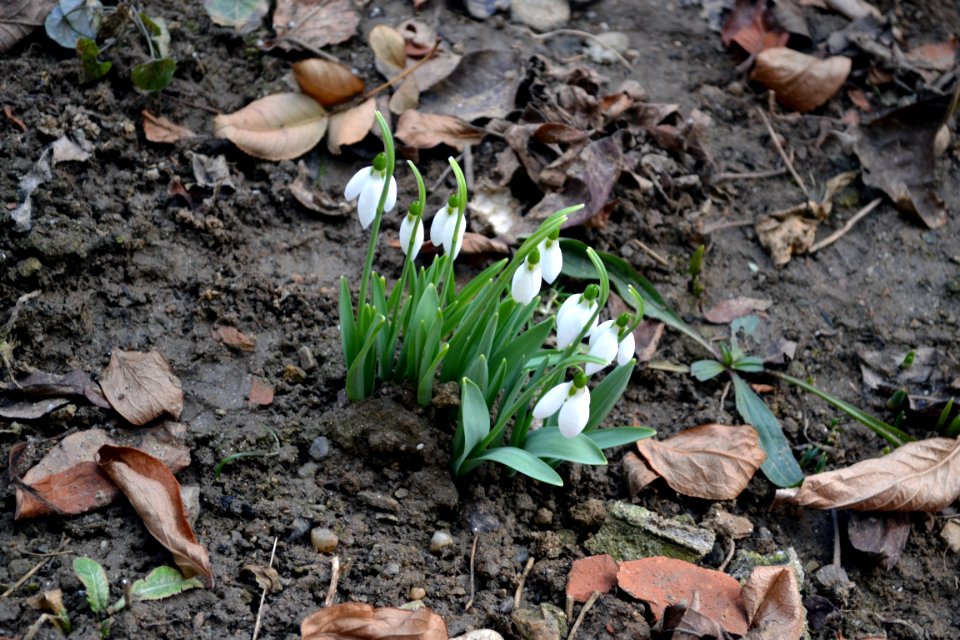 snowdrops
