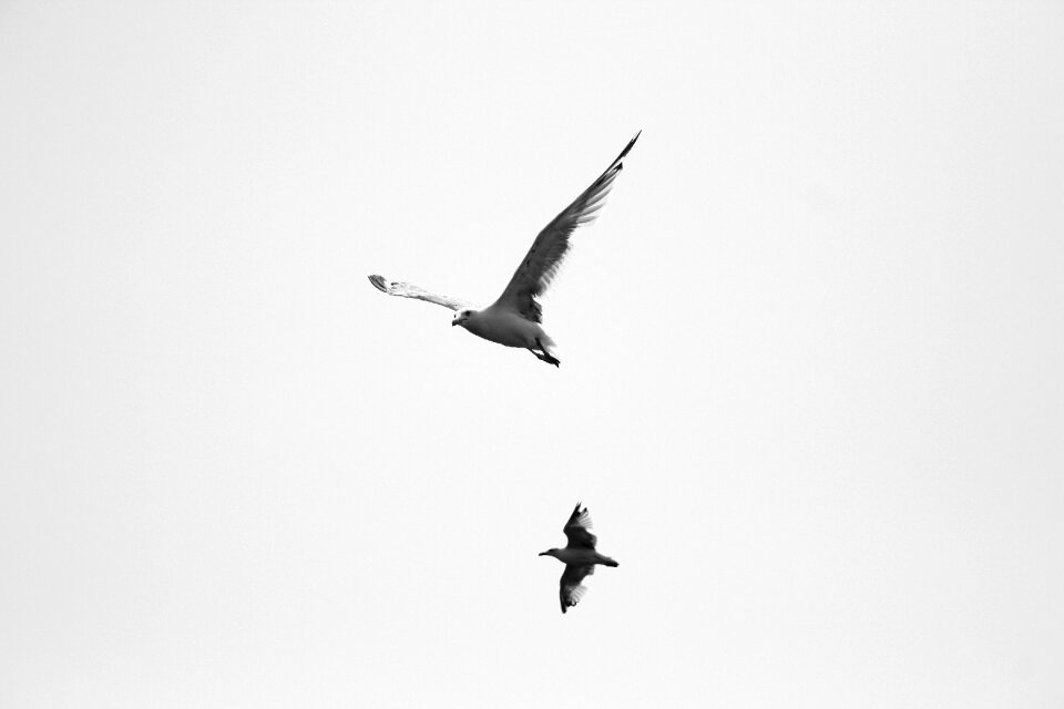 White wings vector nature