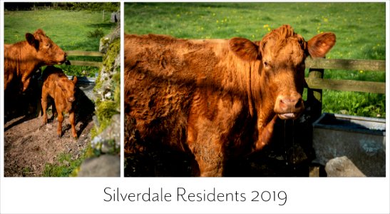 Silverdale Residents