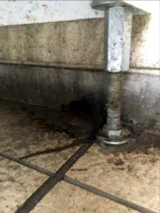 ドブネズミ [溝鼠] [Rattus norvegicus] [Brown rat]