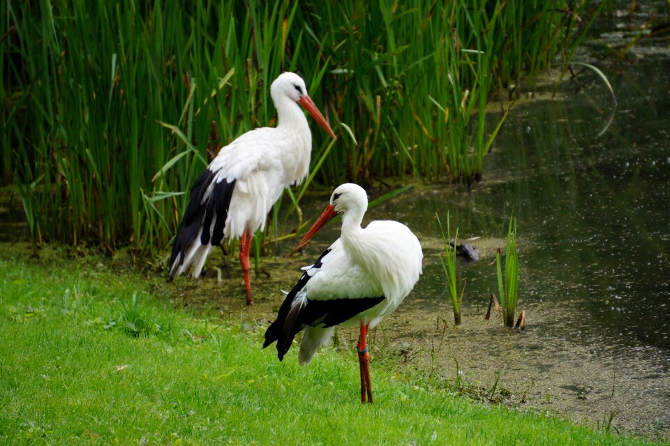 Park lake nature