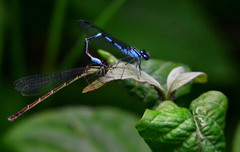 Nature macro blue