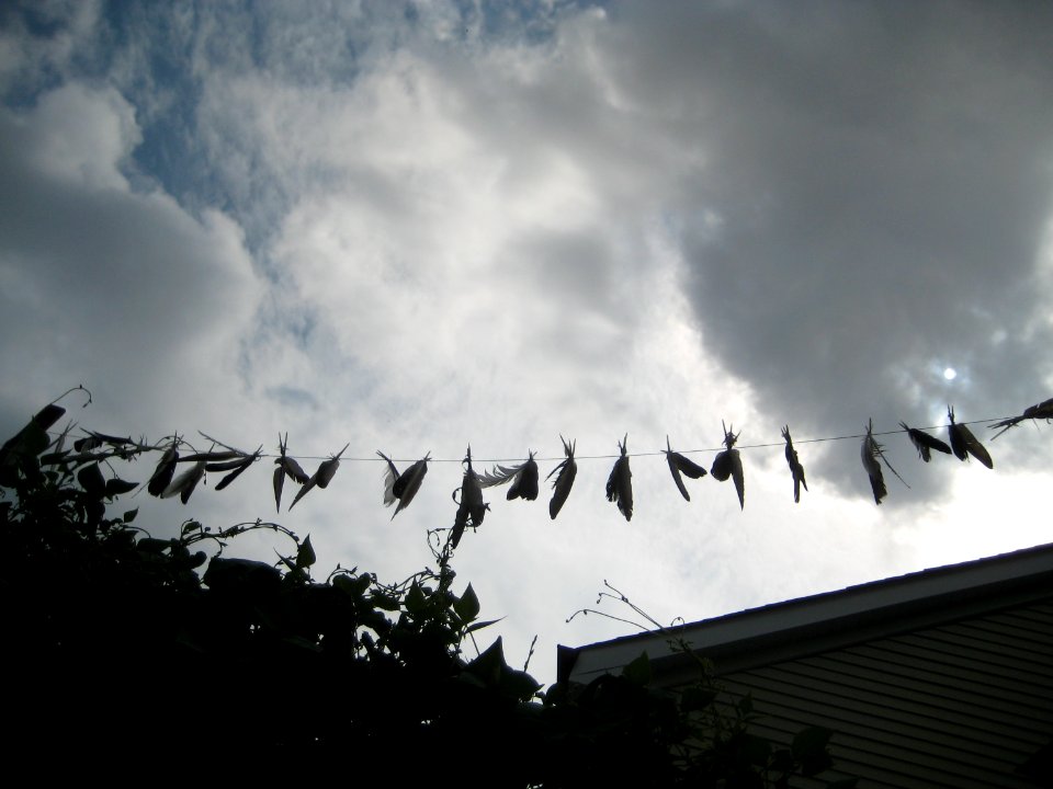 hope is the thing with feathers