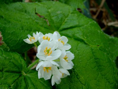 サンカヨウ[山荷葉][Diphylleia grayi]-花 photo