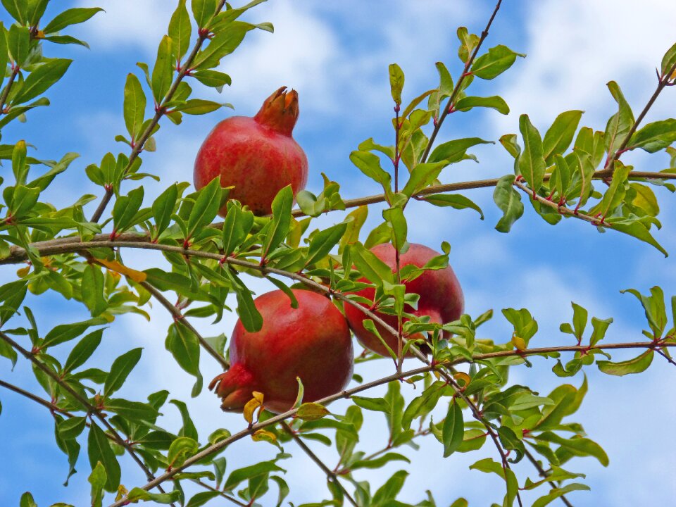 Fruit autumn orchard