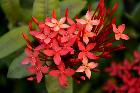 Garden plant red petals photo