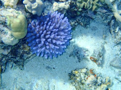 GreatBarrierReef Coral 02 20190918