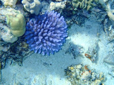 GreatBarrierReef Coral 02 20190918 photo