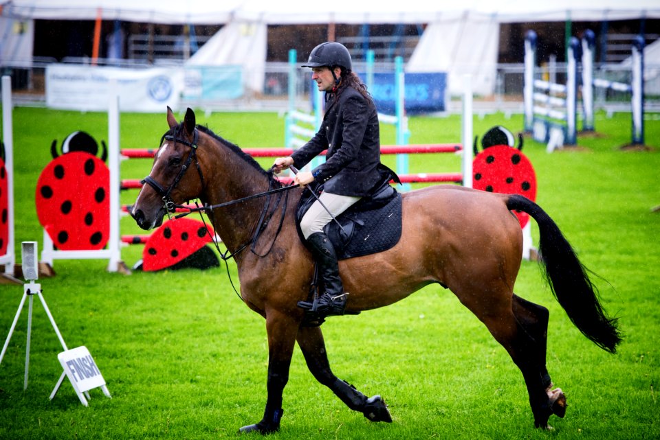 "Horse" | Scenes from Westmorland County Show - No. 12