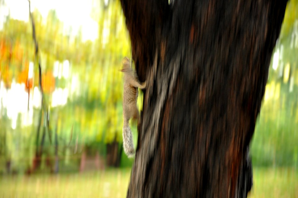 Squirel in motion - Central Park - New York