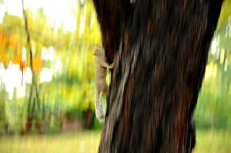 Squirel in motion - Central Park - New York