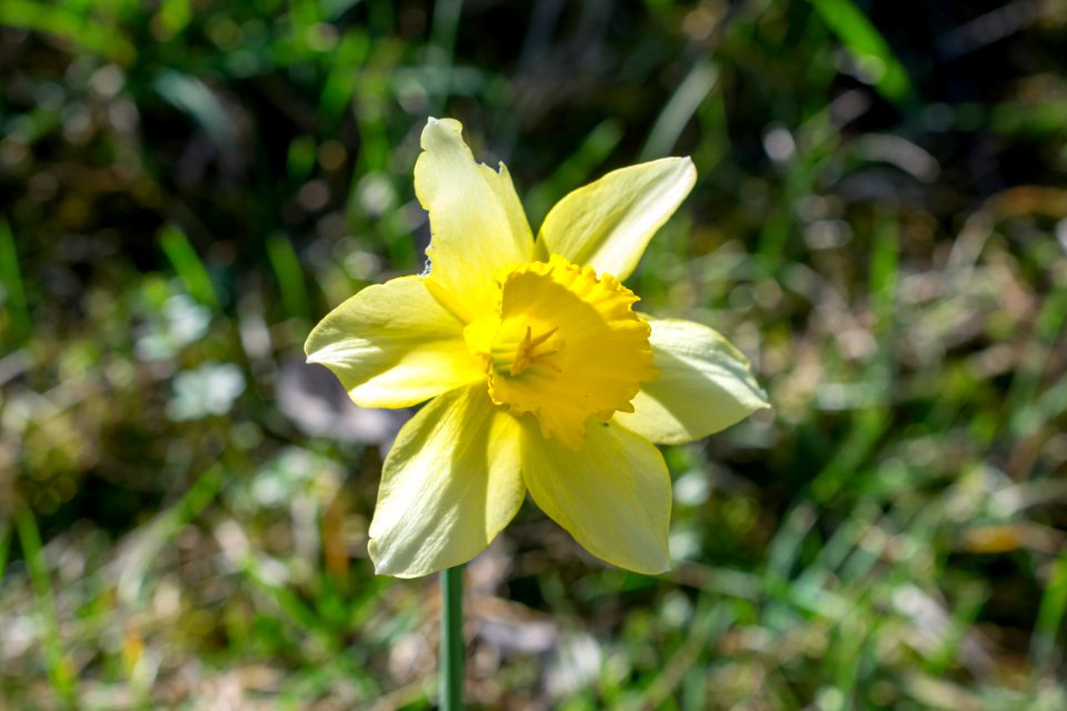 daffodils