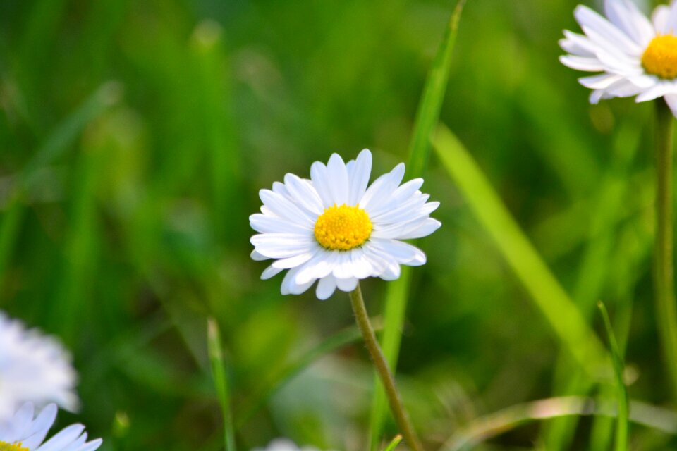 Spring white grass