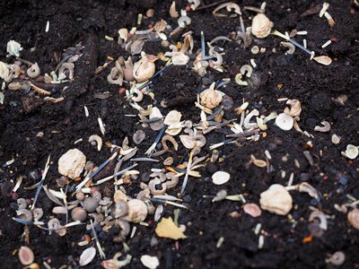 Seeds grow growth