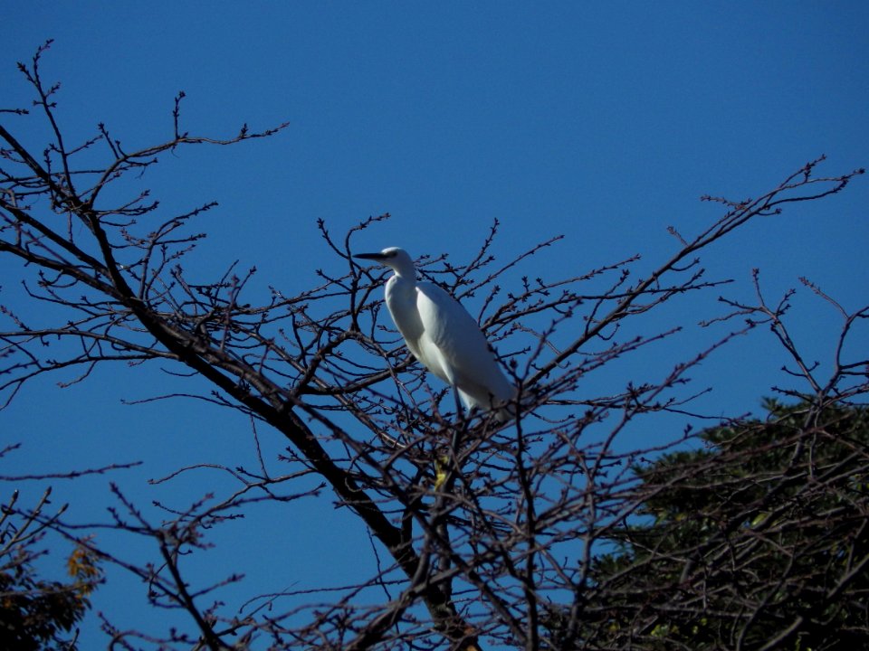 コサギ [小鷺] [Little egret][Egretta garzetta]