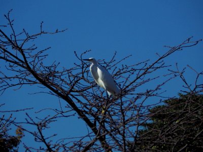 コサギ [小鷺] [Little egret][Egretta garzetta]
