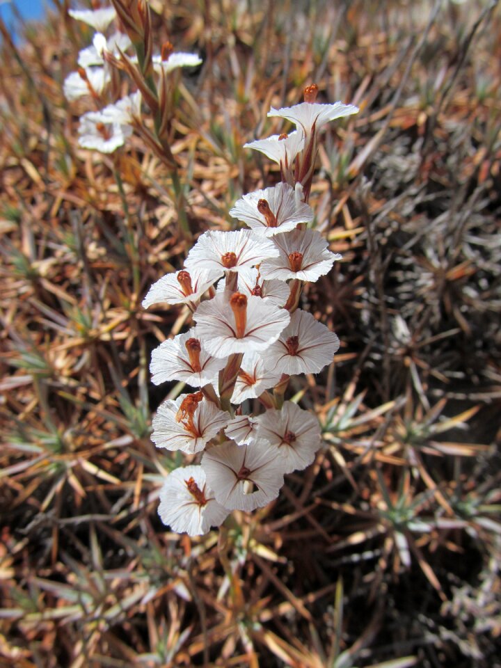 Flower flora white