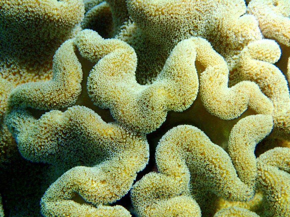 GreatBarrierReef Coral 11 20190917