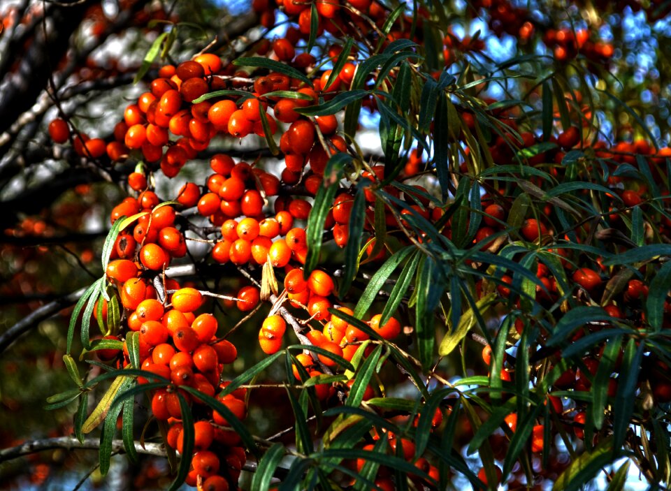 Tree fruits berry hippophae rhamnoides