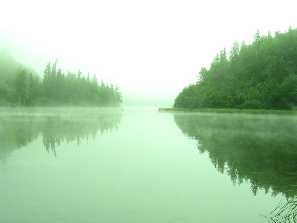 Forest alaska green lake