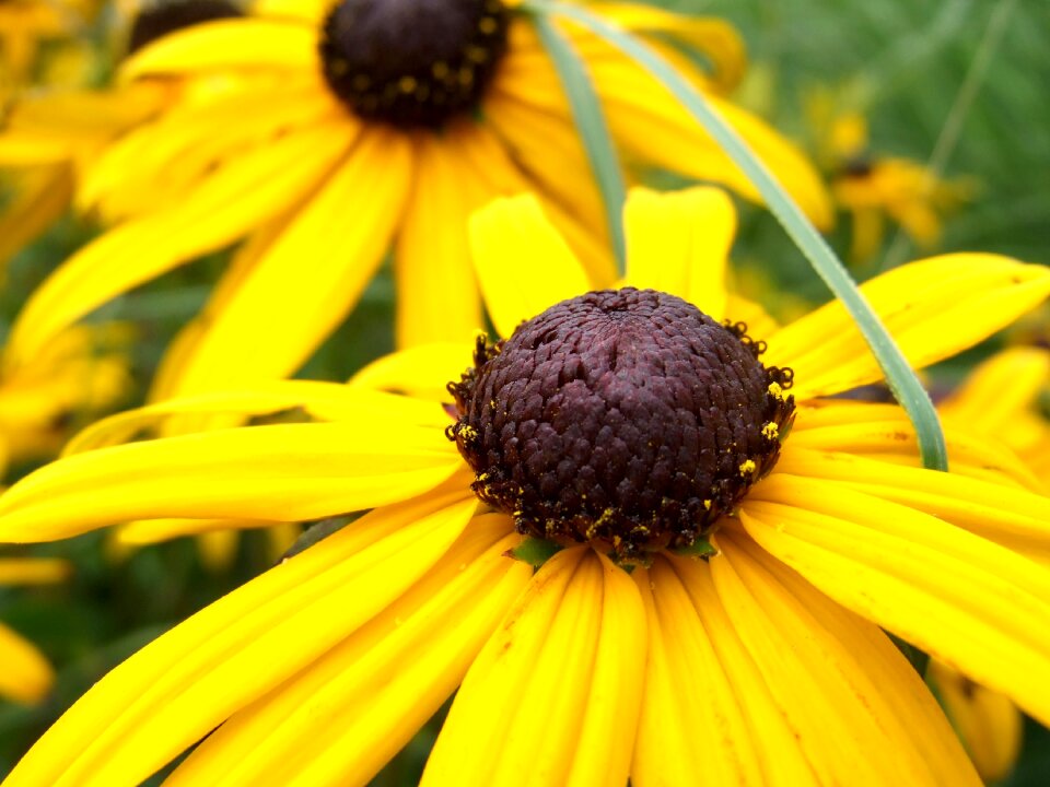 Bloom nature yellow flower