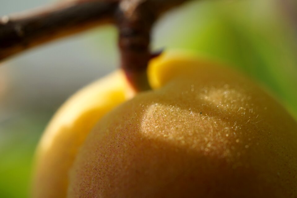 Color orange close up macro photography