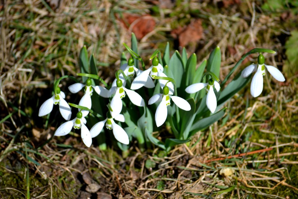 snowdrop