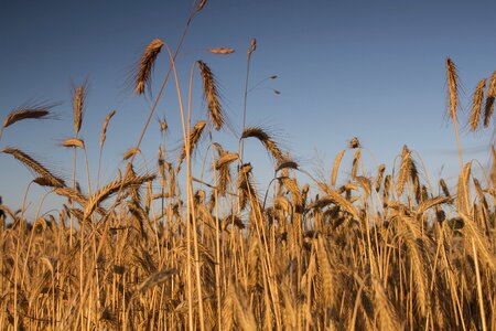 The cultivation of fields agriculture