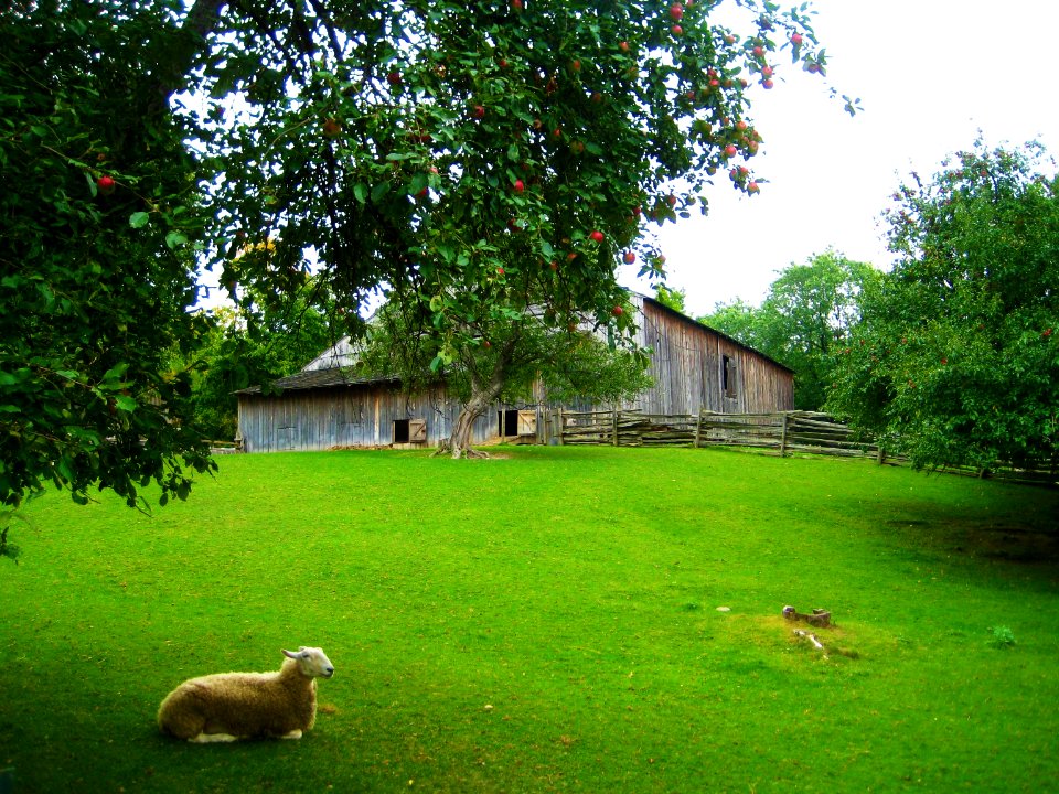 Toronto Black Creek Village