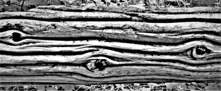 eyes of the forest