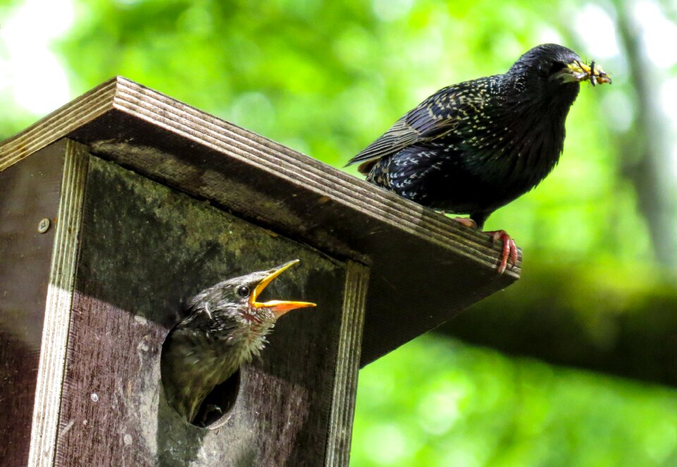 Nesting box glossy-starling feed