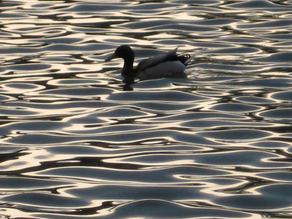 evening duck